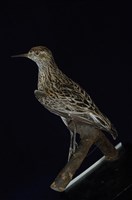 藏品(尖尾鷸)的圖片